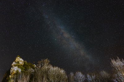 星夜下的绿树